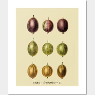 English Gooseberries Posters and Art